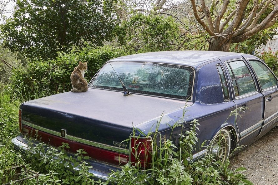 Cat on old limo