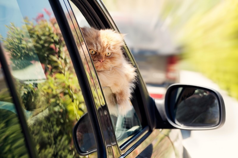 Cat in car window.